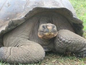 Galapagostortoise